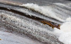 salmon-1107404_640