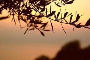 olive-tree-667428_640