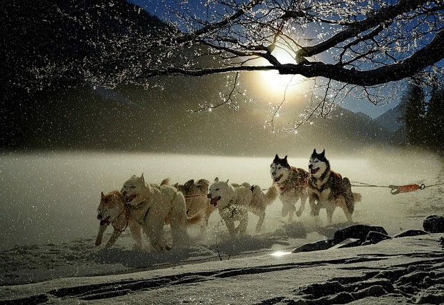 dogs-2921382_640