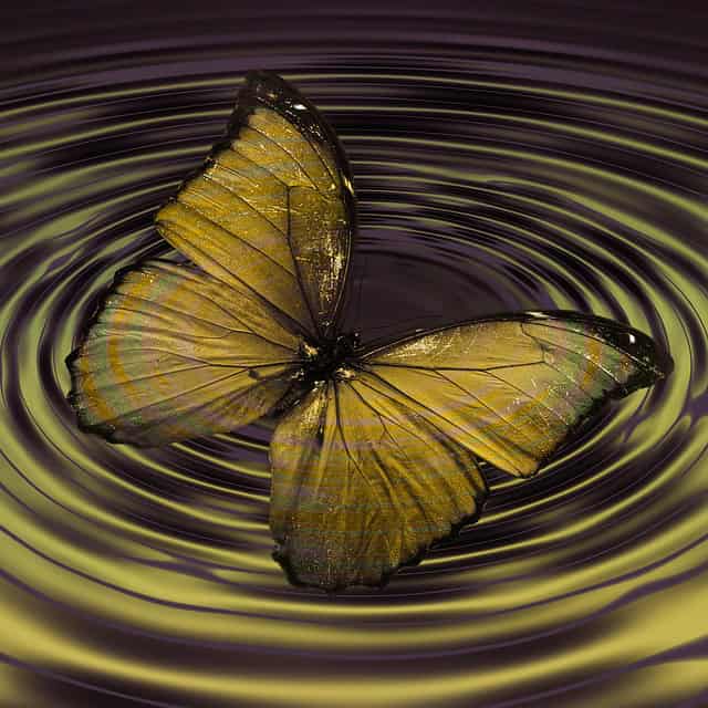 butterfly-768353_640