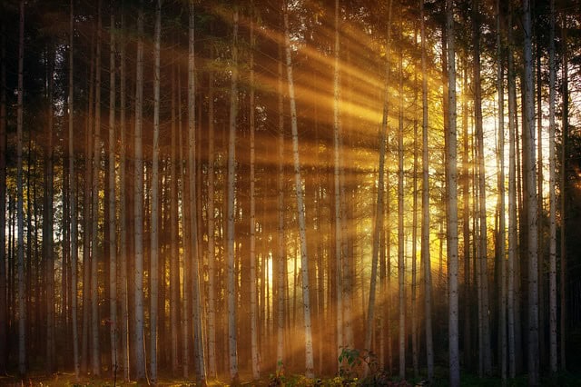 forest-3124098_640