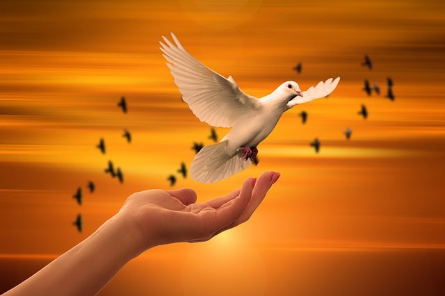 dove-3426159_640