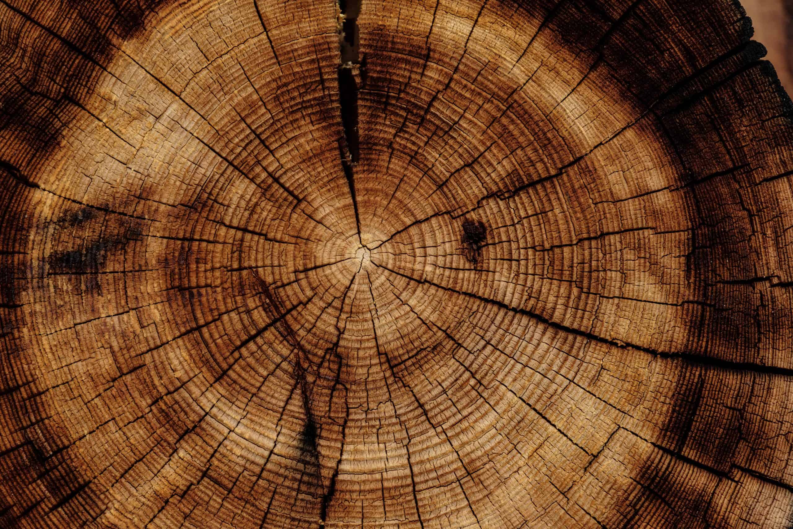 joel-jasmin-forestbird-506732-unsplash