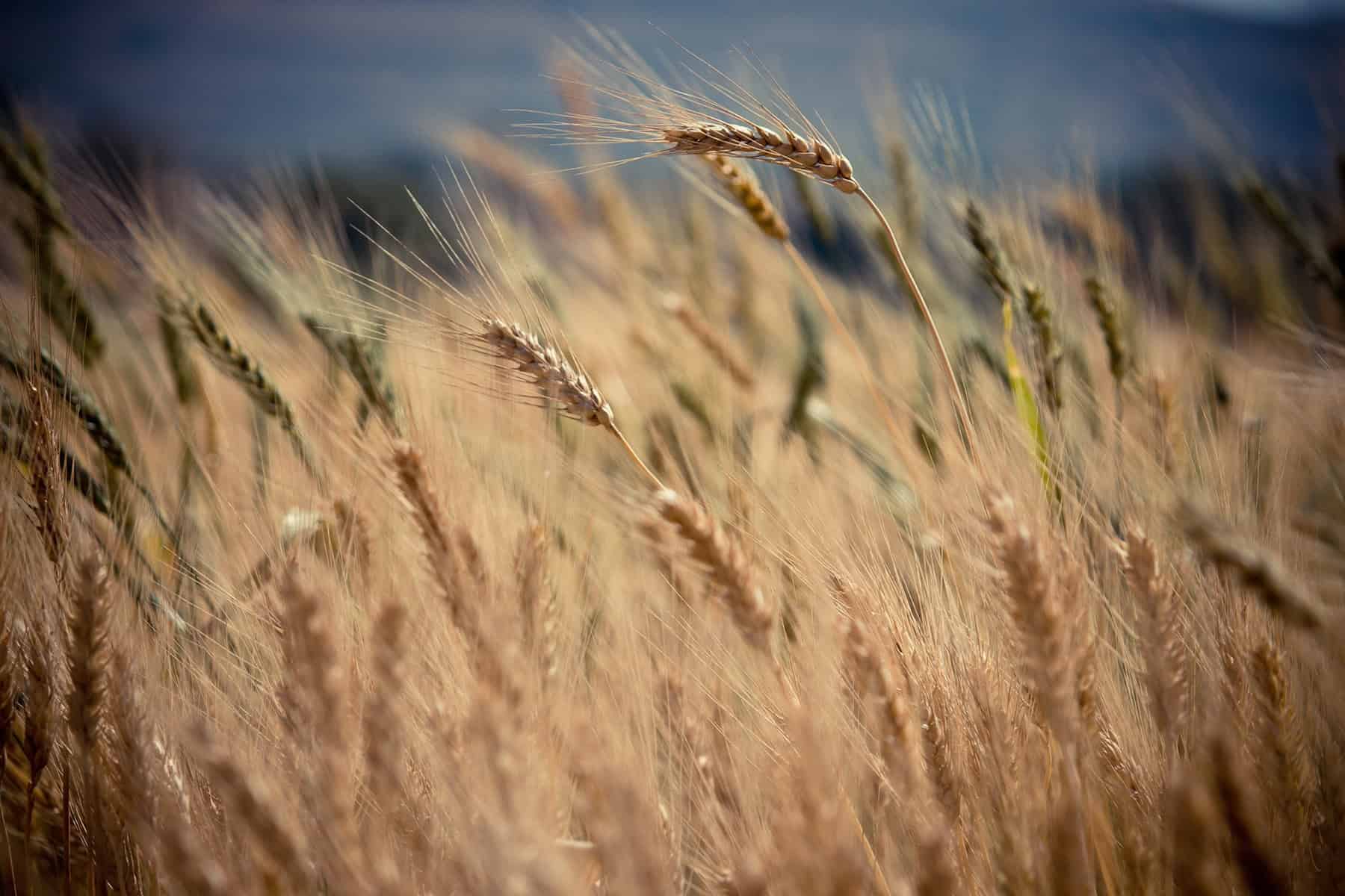 nitin-bhosale-4519-unsplash