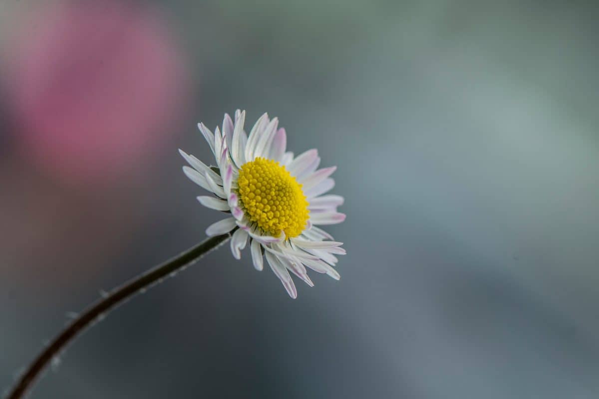 naturel-lerutann-1338313-unsplash