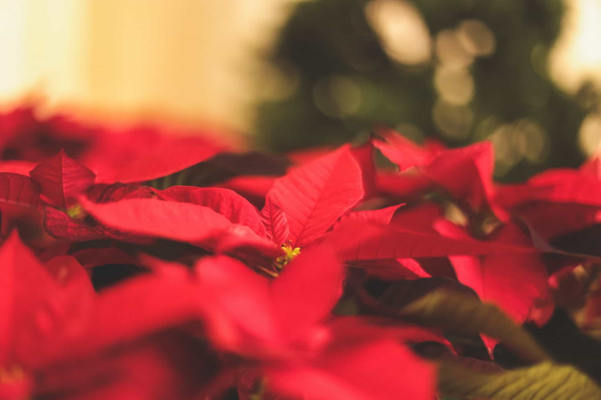 jessica-fadel-cVWNunjy770-unsplash