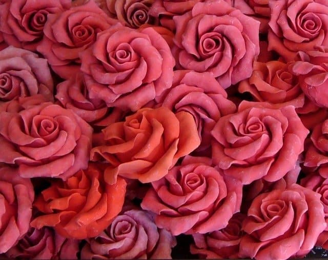 rose-21191_640