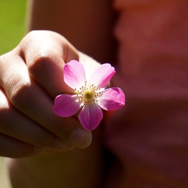 a-flower-for-you-173549_640