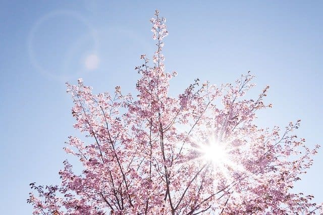spring-733507_640
