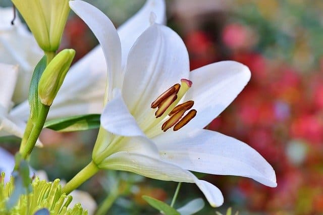 lily-3763573_640