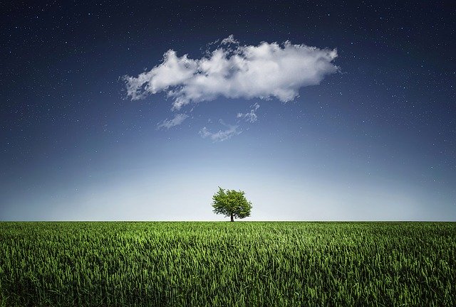 tree-736887_640