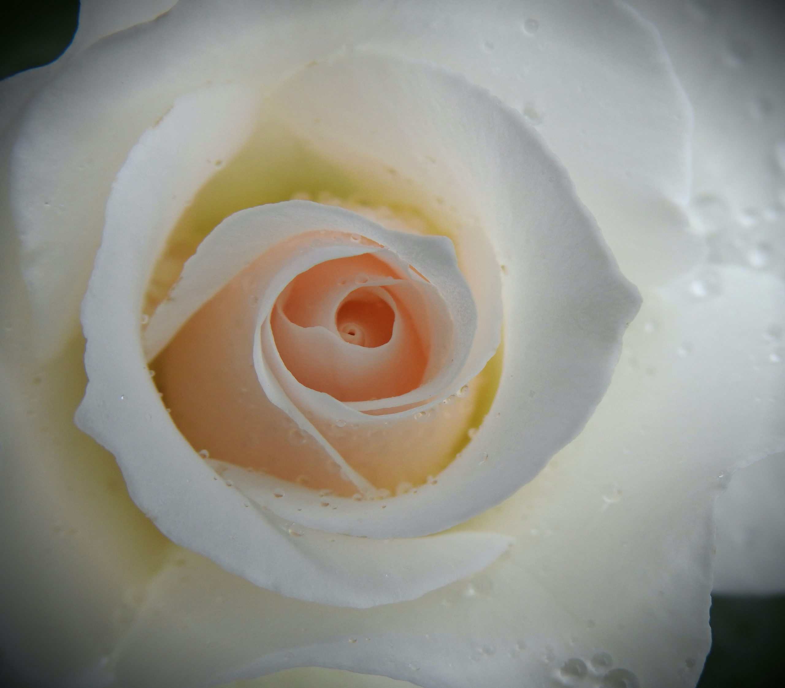 trish-h-c-4n1Z3a1Z3pY-unsplash