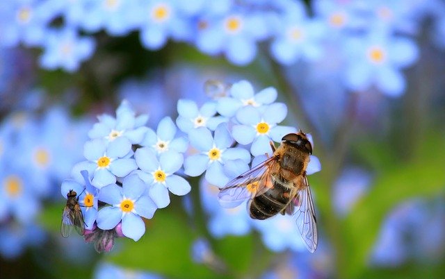 forget-me-not-257176_640