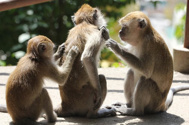 monkeys-2084236_640
