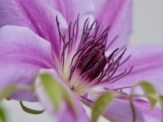 close-up-5138280_640