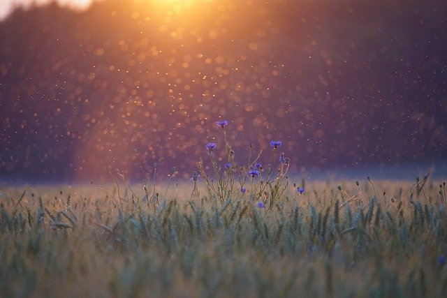 cornflowers-5352633_640