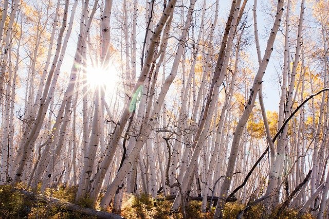 fall-2821714_640 (1)