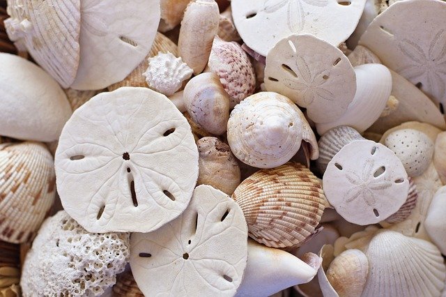 shells-2217529_640