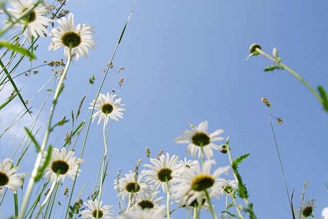 daisies-5343423_640
