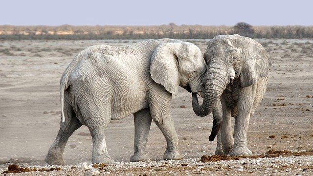 elephant-1170108_640