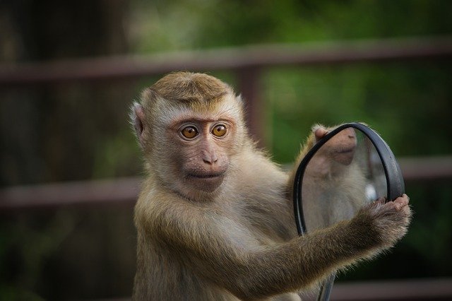 monkey-4788328_640