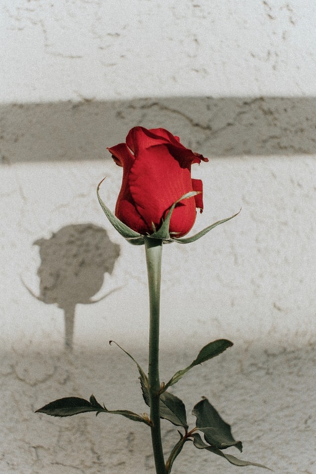 vanessa-serpas-oO2uSvze7HQ-unsplash