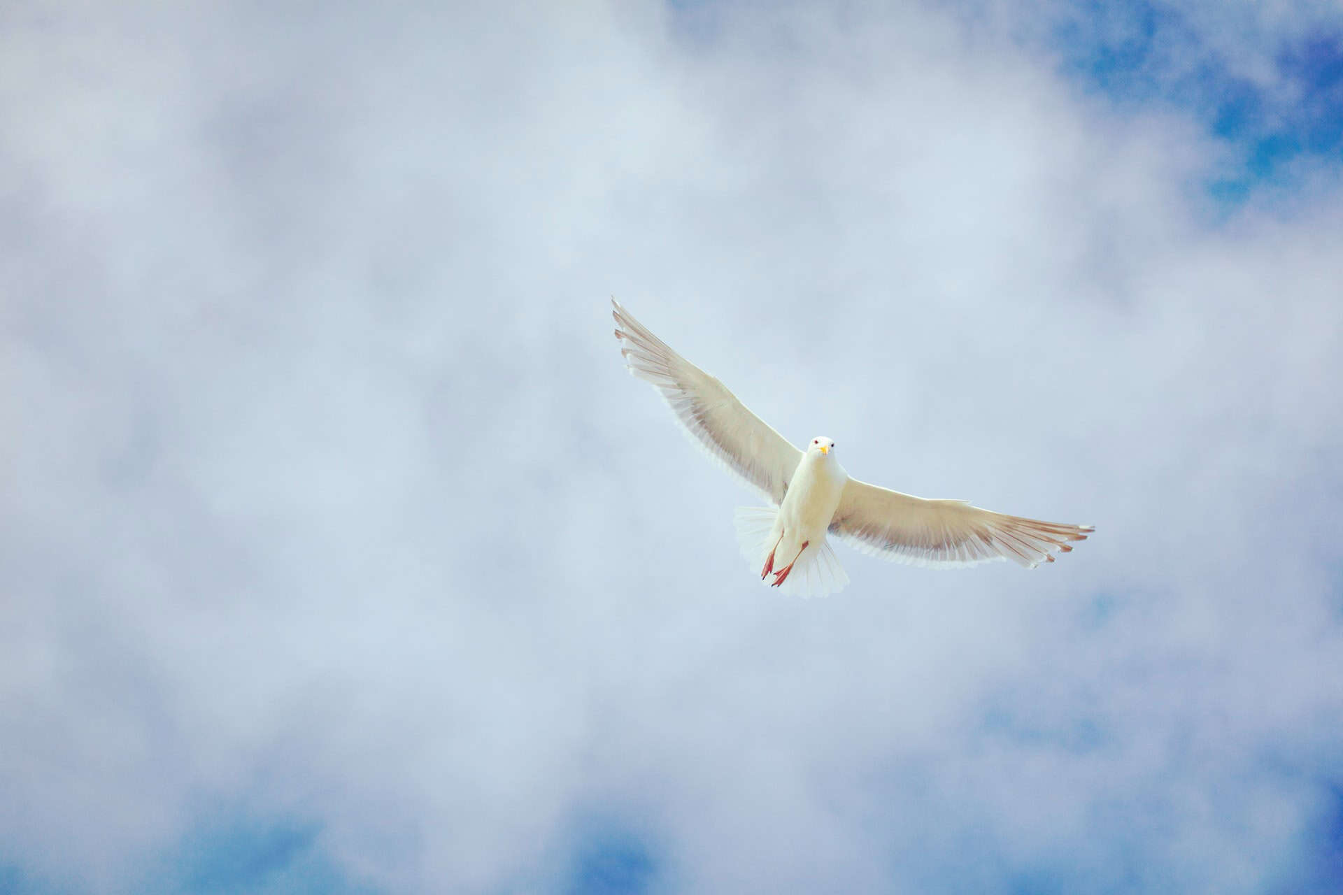 ferdinand-5Ee6FBB-j3k-unsplash