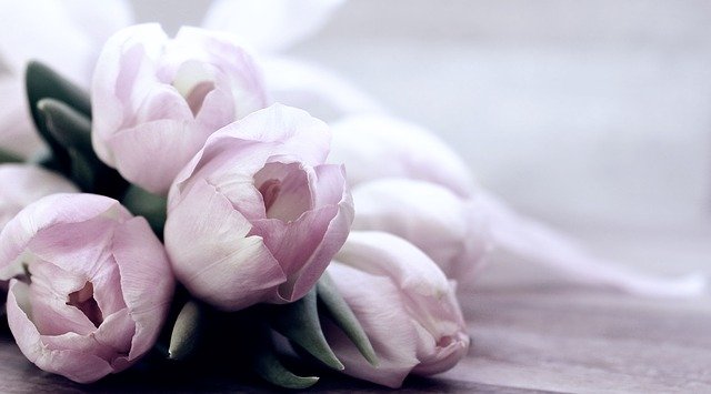 tulips-4072214_640