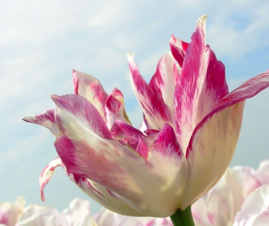 Unfolding