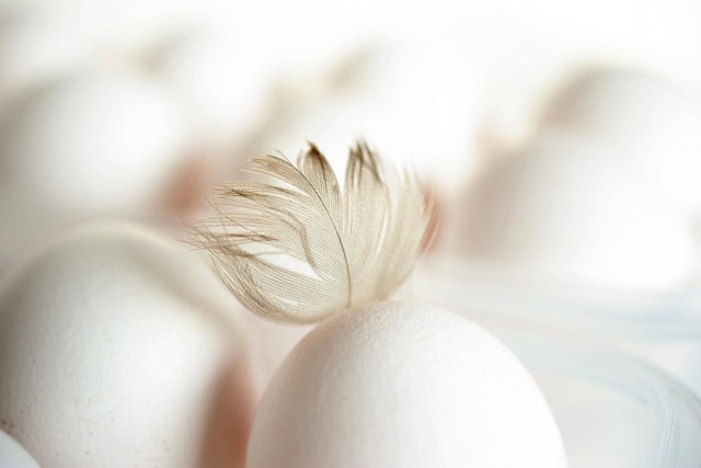 congerdesign-egg-4026167_640.jpg