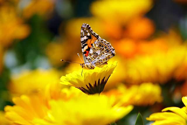 donvikro-butterfly-169924_640.jpg