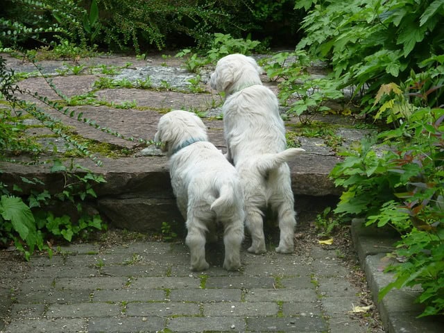 heksen-golden-retriever-623178_640
