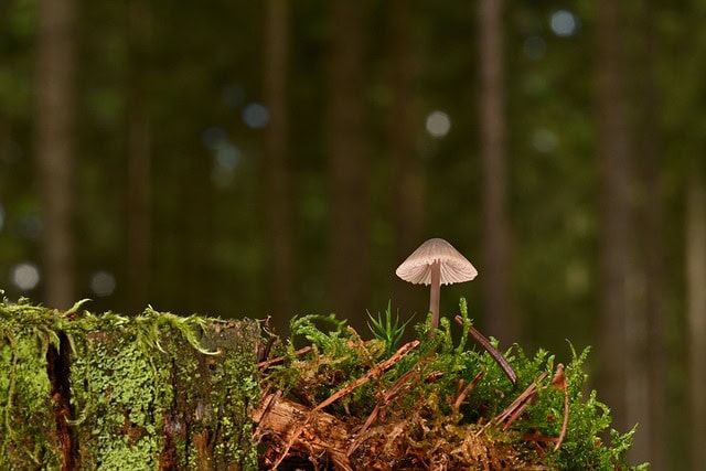 jggrz-mushroom-9752665_640