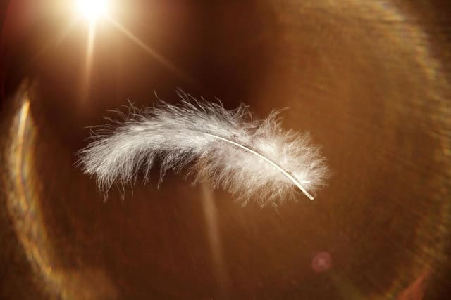 pezibear-feather-647967_640.jpg