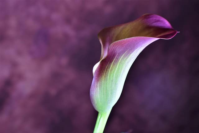 ray_shrewsberry-calla-lily-8025040_640