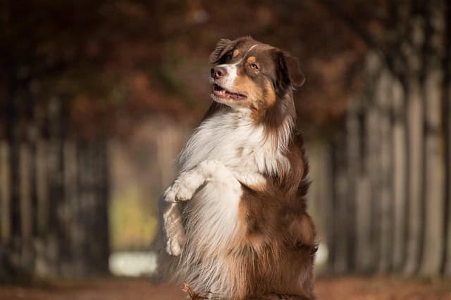 rebeccaspictures-dog-5730167_640.jpg